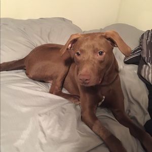 Meet your Posher, David